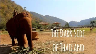 The Asian Elephant: Thailand's Tortured Soul