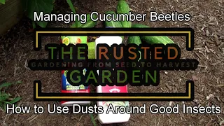 How to Manage Cucumber Beetles with Insect Dust: Lower Harm to Bees & Pollinators Using This Method!