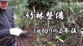 Bamboo grove maintenance 2 years after cutting 1 m, spending time without spending money