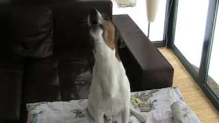 Jack Russell howling