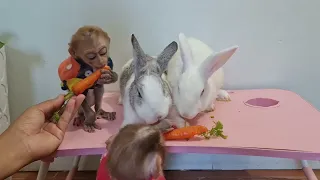 So Adorable Two Little Monkey Eating Carrot with Rabbet