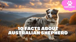 10 Things Only Australian Shepherd Dog Owners Understand | Dog Facts