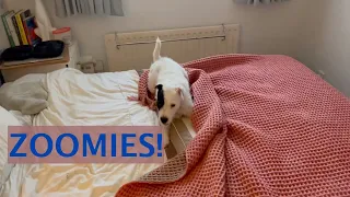 Zoomies! - Life with a Parson Russell Terrier