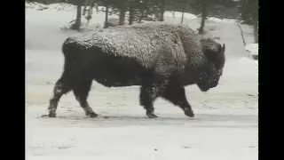 "Silence & Solitude:  Yellowstone's Winter Wilderness" (2005)