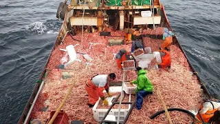 Life On Commercial Shrimp Trawling Vessel - Catching Hundreds of Tons of Shrimp With a Large Boat