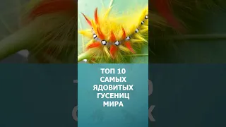 Топ-10 самых ядовитых гусениц в мире #шорт #шортс #топ10 #гусеница #ядовитые #животные #комарик