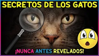 LOS SECRETOS MEJOR GUARDADOS SOBRE LOS GATOS - SiamCatChannel