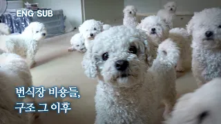 [ENG SUB] 300 Bichons Rescued Due to Closure of Business, Tearful Rescue News | Kkochbuni EP.2