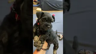 Georgie/Diesel schnauzer puppies
