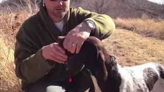 Hunting Dog Training - Reinforcing Retrieve and Hold