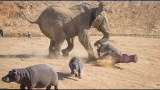 동물 1위 코끼리 의 싸움 능력!