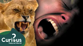 Savage Attacks By The World's Deadliest Predators | FULL Documentary | Curious?: Natural World