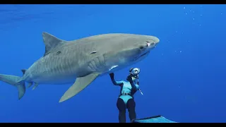 Into the world of Sharks with Ocean Ramsey