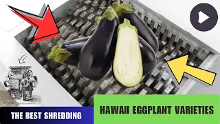 Hawaii Eggplant Varieties vs Shredder Machine | ASMR satisfying