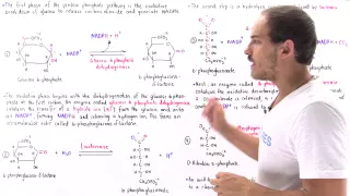 Oxidative Phase of Pentose Phosphate Pathway