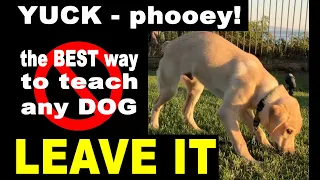 How To Teach Your Dog LEAVE IT - THE BEST WAY - Dog Training Video
