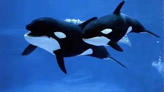 MIND BLOWING Orca FACTS That Will Surprise You!