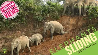 HOW TO GET DOWN IN STEEP BANKS || ELEPHANTS SHOWING THEIR SKILLS || WILD ASSAM || হাতী กเรนทร 🐘