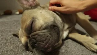 French Bulldog Snores Like Old Man