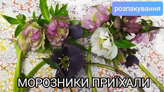 Приїхали морозники|Суцільне задоволення🥰