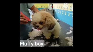 fluffy boy makeover #groomer