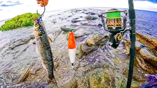 First Time Fishing Live Baits from a Rocky Beach ~ Catch & Cook