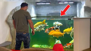 INCREDIBLE Indoor Koi Pond! (DIY)