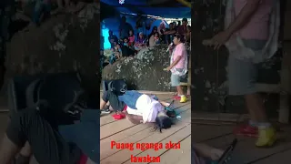 puang nganga aksi panggung bersama wa dennu hapsah#short #tiktokvideo #komedi