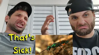 Beautiful wasp zombifies cockroach [REACTION]