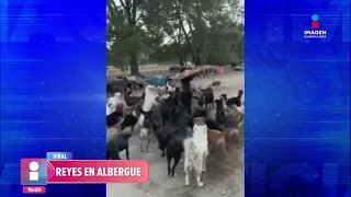 VIDEO: Perritos degustaron una deliciosa rosca de Reyes | Imagen GDL con Fabiola Anaya