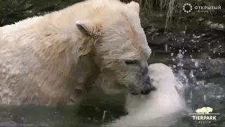 Лучшие видео недели о животных