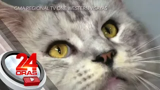 Alagang maine coon cat ng isang fur-dad, good vibes ang hatid | 24 Oras