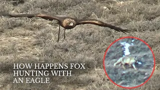 Fox hunting with an eagle | Охота с беркутом на лис в Кыргызстане