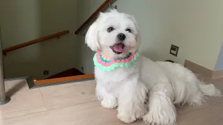 MALTESE DOGS MEET OWNER AFTER 3 WEEKS ❤️