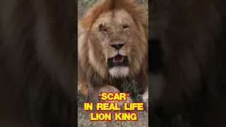"Scar" from the Lion King in Real Life