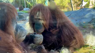 San Diego Zoo Orangutans