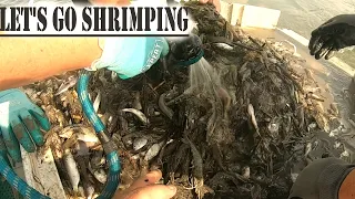 Big Pull of Muddy SHRIMP in our Trawl Net