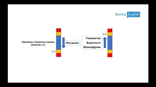 Воскресная пятиминутка 06: Сахароснижающие препараты