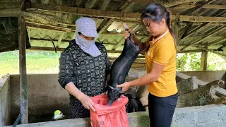 Buy pigs, from local people who harvest cassava, cook food for pigs | Trieu Thi Senh