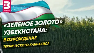 Зеленое золото Узбекистана: возрождение технического каннабиса