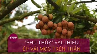 "Phù thủy" vải thiều... ép vải mọc trên thân | VTC Now