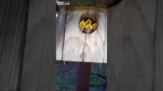 Funny video : Baby Birds =D