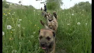 Border Terrier Treffen