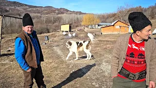 LA STANA LUI BEBE DIN GORNETU CUIB.ACIOAIE,CLOPOTE DE OI SI CAINI CIOBANESTI ROMANESTI.