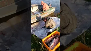 Выбираем из сетей улов кеты. Рыбалка сплавными сетями! Путина красной рыбы.