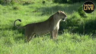 safariLIVE - Sunrise Safari - January 2, 2019