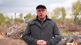 Барнаульцы уверены: вырубка деревьев в парке Изумрудный вышла за рамки санитарной