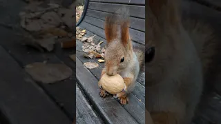 Белка в первый раз видит грецкий орех, поэтому возникают проблемы / Squirrel and walnut