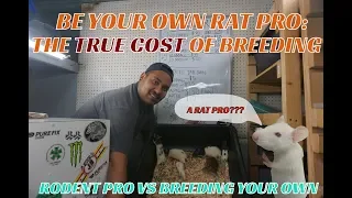 ARE RATS REALLY WORTH BREEDING TO SAVE COSTS??