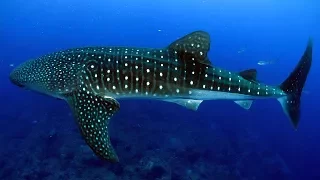 Sun Island Resort & Spa Maldives - Whale Shark Experience